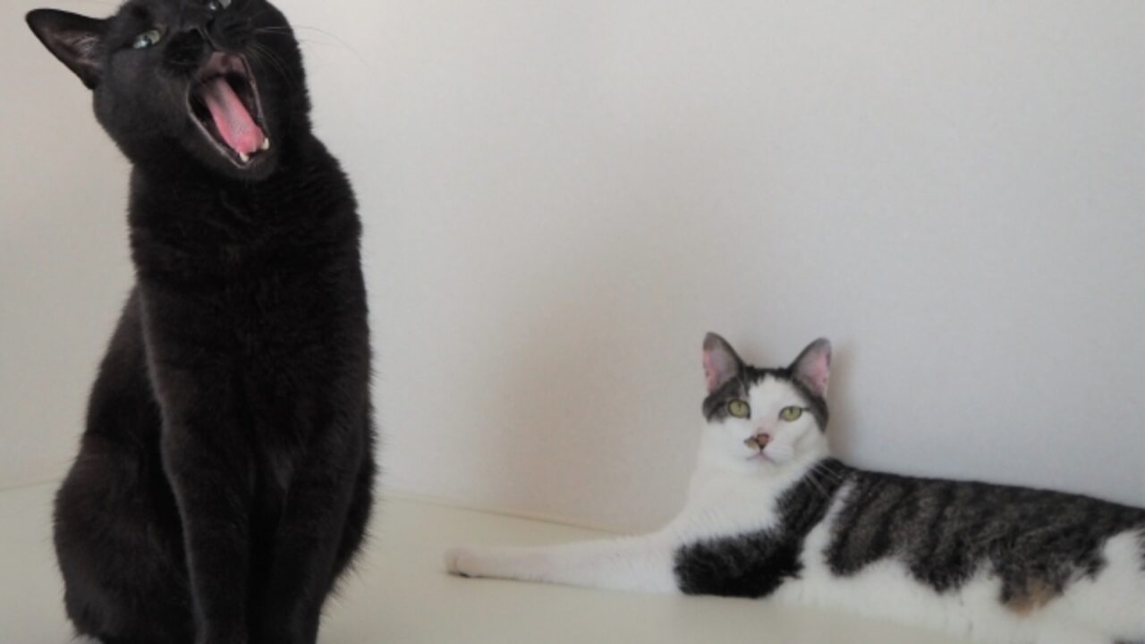 プロレスラーで声ガラガラなの誰だっけ 格闘家なぜ声がしゃがれるのか ウーゴのノート